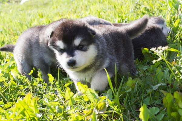 Катание на хаски в Тольятти. Ultra Подарки. Катание на хаски в Тольятти. Попробуйте Катание на хаски. Сервис: UltraPodarki.ru 8 800 505 95 30. Катание на хаски Тольятти, Катание на хаски в Тольятти, хаски, животные в Тольятти, 