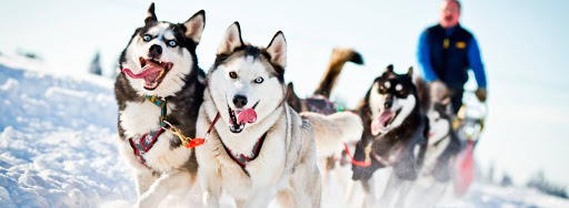 Катание на хаски в Тольятти. Ultra Подарки. Катание на хаски в Тольятти. Попробуйте Катание на хаски. Сервис: UltraPodarki.ru 8 800 505 95 30. Катание на хаски Тольятти, Катание на хаски в Тольятти, хаски, животные в Тольятти, 