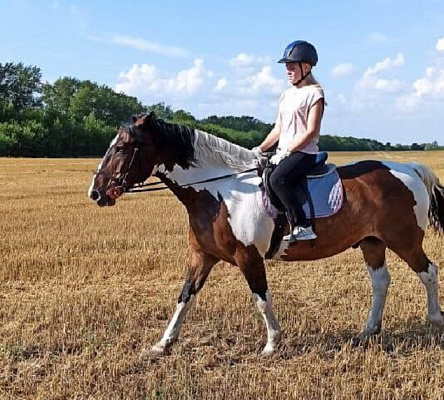 Конная прогулка для двоих в Тольятти. Подарочные сертификаты Ultra Подарки. Купить оригинальный подарок или подарочный сертификат на Конную прогулка для двоих в Тольятти. Сервис UltraPodarki.ru 8-800-505-9530. Катание на лошадях, Прогулка на лошади, Прогулка на лошадях для двоих,кони, конный клуб, конный клуб Horse Travel, конная прогулка, конная прогулка в Тольятти