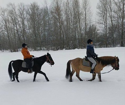 Конная прогулка для двоих в Тольятти. Подарочные сертификаты Ultra Подарки. Купить оригинальный подарок или подарочный сертификат на Конную прогулка для двоих в Тольятти. Сервис UltraPodarki.ru 8-800-505-9530. Катание на лошадях, Прогулка на лошади, Прогулка на лошадях для двоих,кони, конный клуб, конный клуб Horse Travel, конная прогулка, конная прогулка в Тольятти