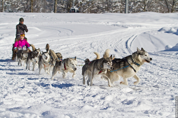 Катание на хаски в Тольятти. Ultra Подарки. Катание на хаски в Тольятти. Попробуйте Катание на хаски. Сервис: UltraPodarki.ru 8 800 505 95 30. Катание на хаски Тольятти, Катание на хаски в Тольятти, хаски, животные в Тольятти, 