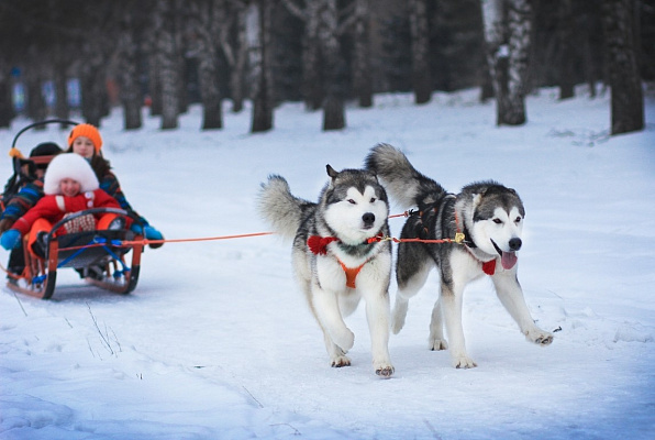 Катание на хаски в Тольятти. Ultra Подарки. Катание на хаски в Тольятти. Попробуйте Катание на хаски. Сервис: UltraPodarki.ru 8 800 505 95 30. Катание на хаски Тольятти, Катание на хаски в Тольятти, хаски, животные в Тольятти, 