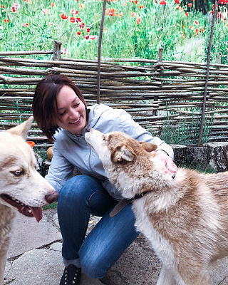 Катание на хаски в Тольятти. Ultra Подарки. Катание на хаски в Тольятти. Попробуйте Катание на хаски. Сервис: UltraPodarki.ru 8 800 505 95 30. Катание на хаски Тольятти, Катание на хаски в Тольятти, хаски, животные в Тольятти, 