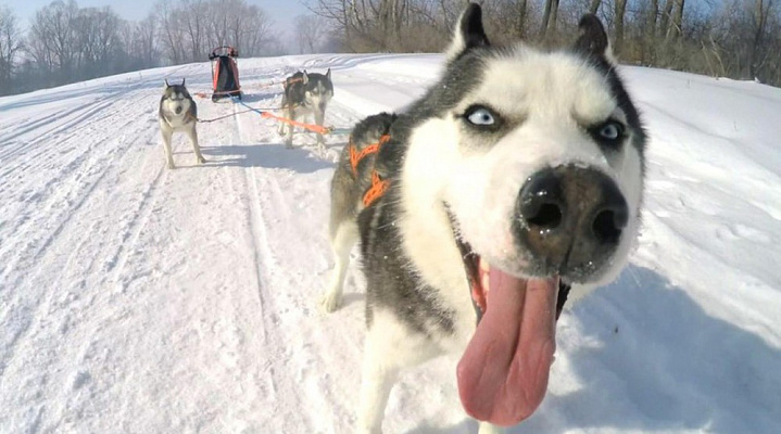 Катание на хаски в Тольятти. Ultra Подарки. Катание на хаски в Тольятти. Попробуйте Катание на хаски. Сервис: UltraPodarki.ru 8 800 505 95 30. Катание на хаски Тольятти, Катание на хаски в Тольятти, хаски, животные в Тольятти, 