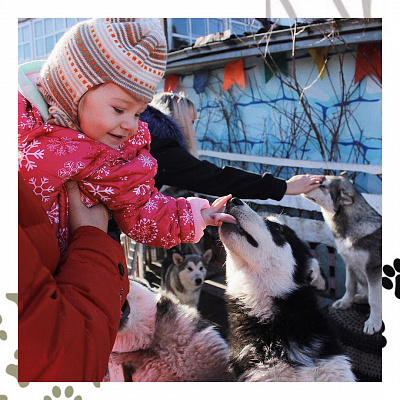 Катание на хаски в Тольятти. Ultra Подарки. Катание на хаски в Тольятти. Попробуйте Катание на хаски. Сервис: UltraPodarki.ru 8 800 505 95 30. Катание на хаски Тольятти, Катание на хаски в Тольятти, хаски, животные в Тольятти, 