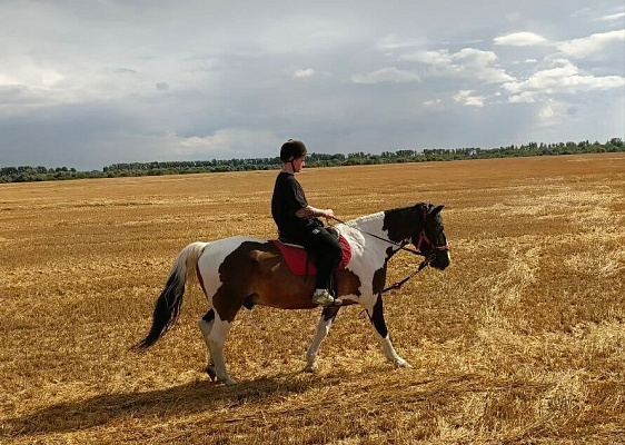 Конная прогулка для двоих в Тольятти. Подарочные сертификаты Ultra Подарки. Купить оригинальный подарок или подарочный сертификат на Конную прогулка для двоих в Тольятти. Сервис UltraPodarki.ru 8-800-505-9530. Катание на лошадях, Прогулка на лошади, Прогулка на лошадях для двоих,кони, конный клуб, конный клуб Horse Travel, конная прогулка, конная прогулка в Тольятти