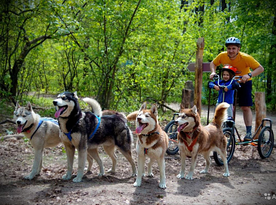 Катание на хаски в Тольятти. Ultra Подарки. Катание на хаски в Тольятти. Попробуйте Катание на хаски. Сервис: UltraPodarki.ru 8 800 505 95 30. Катание на хаски Тольятти, Катание на хаски в Тольятти, хаски, животные в Тольятти, 